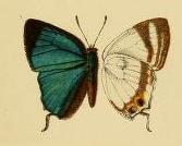 Leptomyrina makala