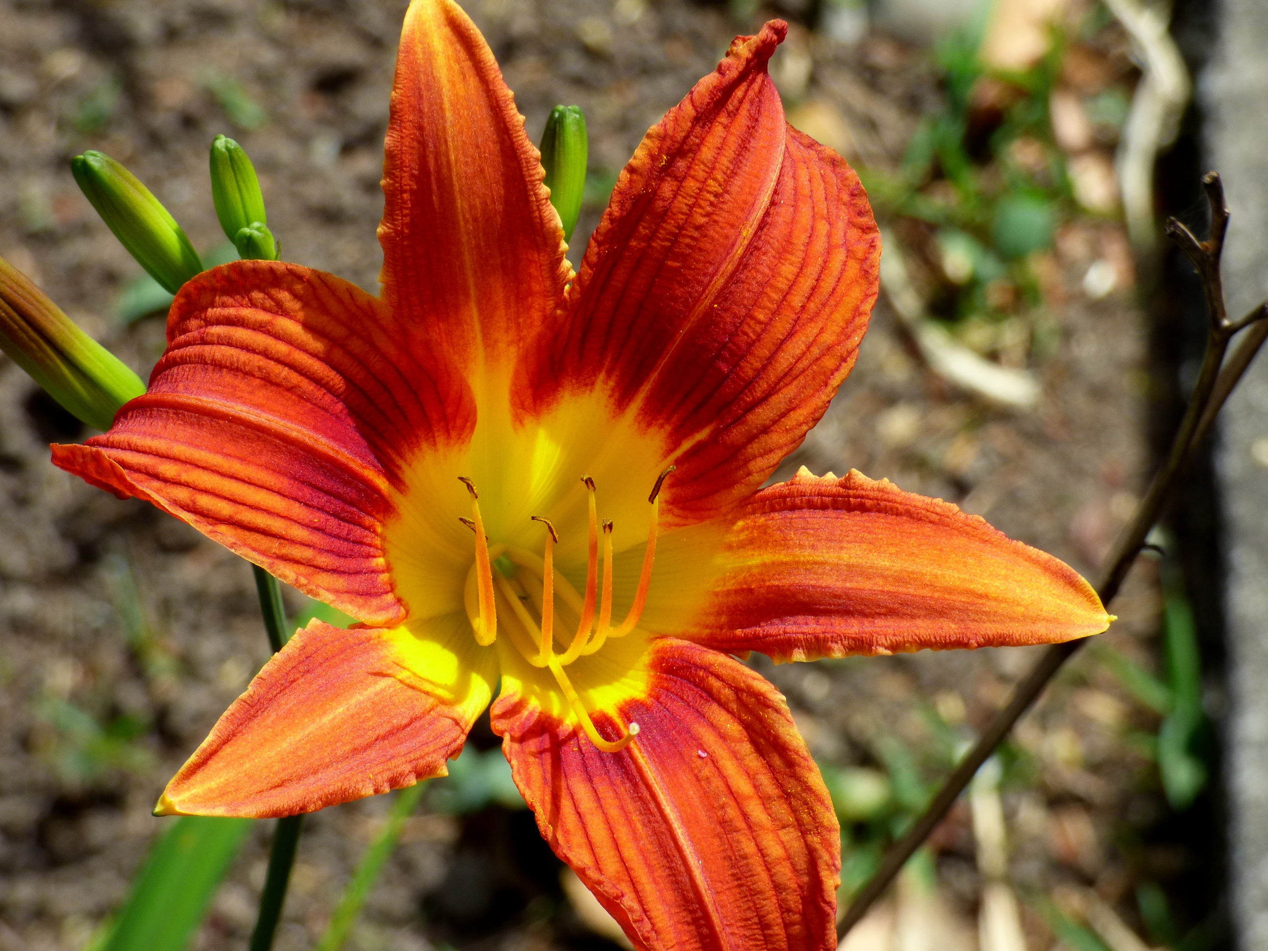 File:Lirio de un día - Azucena (Hemerocallis sp.) (14701714064).jpg -  Wikimedia Commons