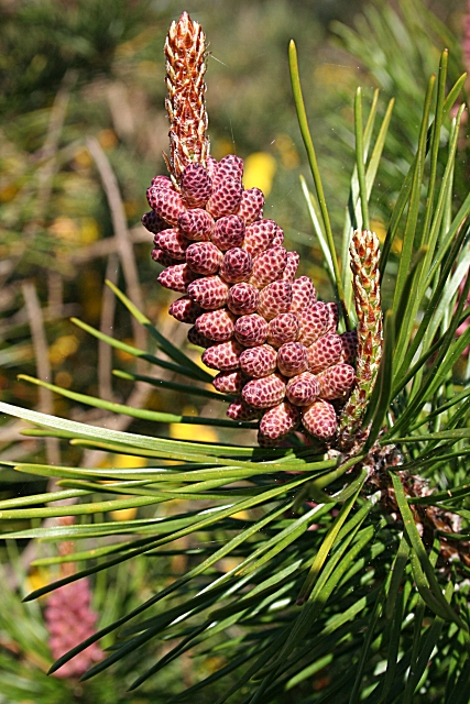 lodgepole pine cone