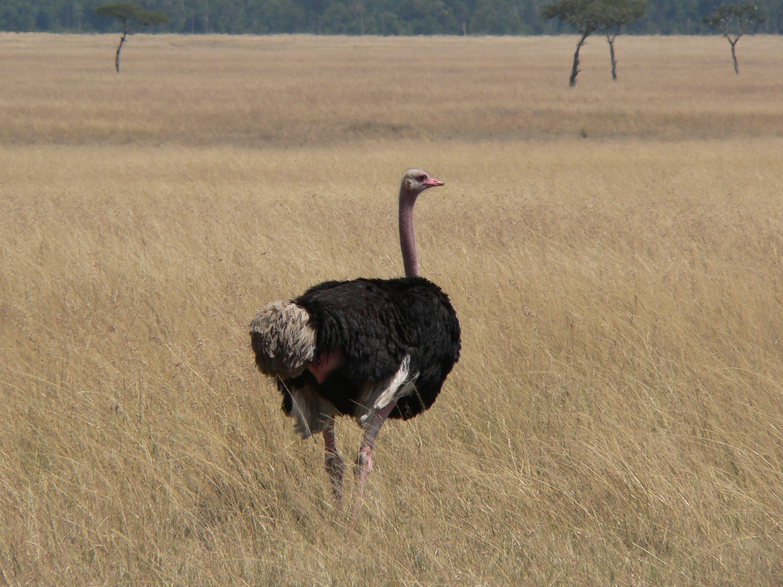 Страус в песке. Struthio Camelus massaicus. Savanna Ostrich. 1.Struthio Camelus – Африканский страус. Страус в саванне.