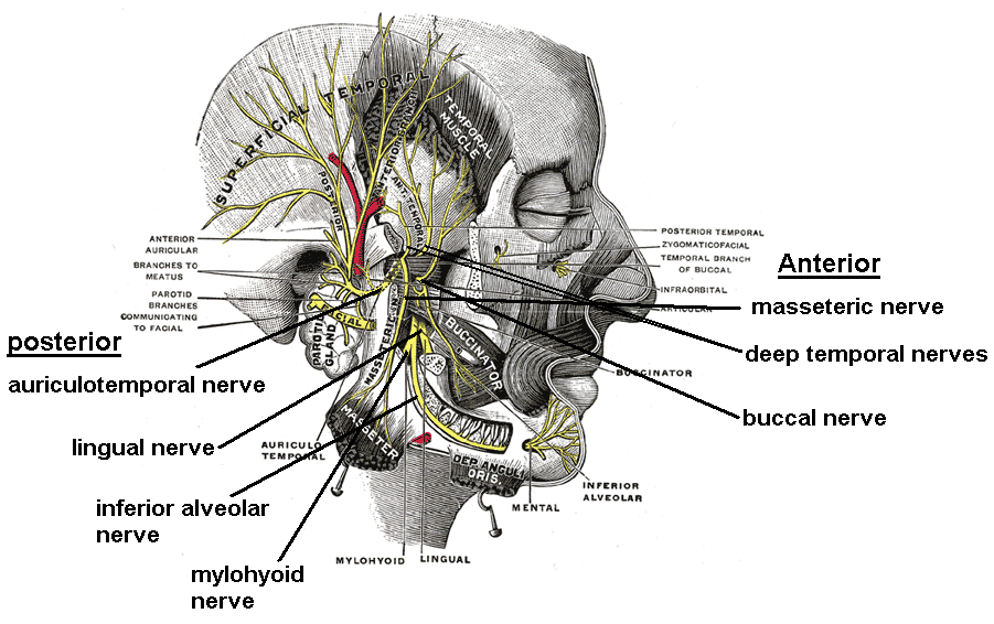 Слуховой нерв какой отдел. Подзатылочный нерв анатомия. Ход слухового нерва анатомия. Слуховой нерв анатомия. Слуховой нерв анатомия расположение.