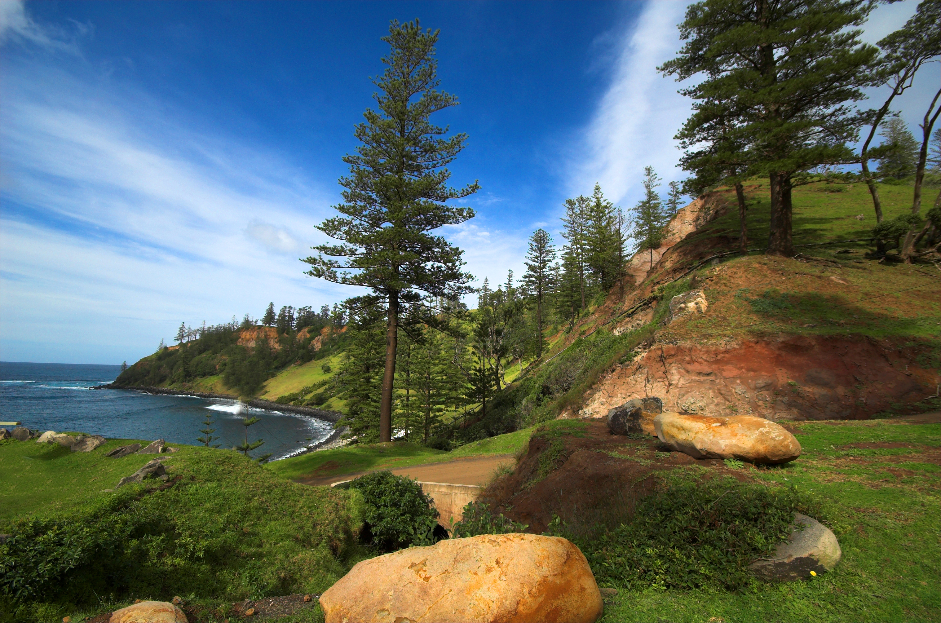 Araucaria Heterophylla Wikipedia