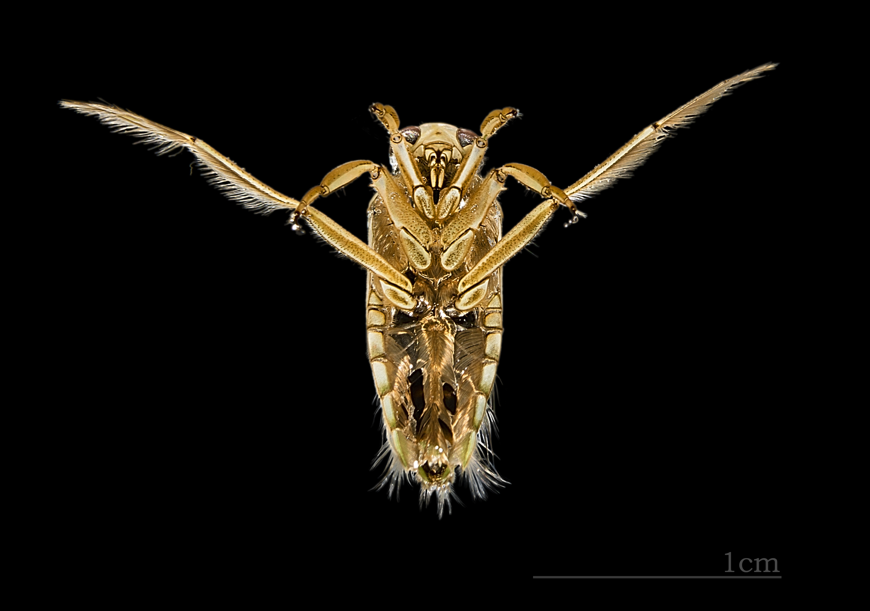 backswimmer bite