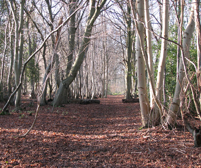 Lower Wood, Ashwellthorpe