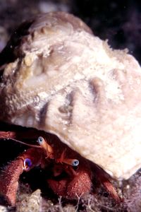 <i>Paguristes eremita</i> Species of crustacean
