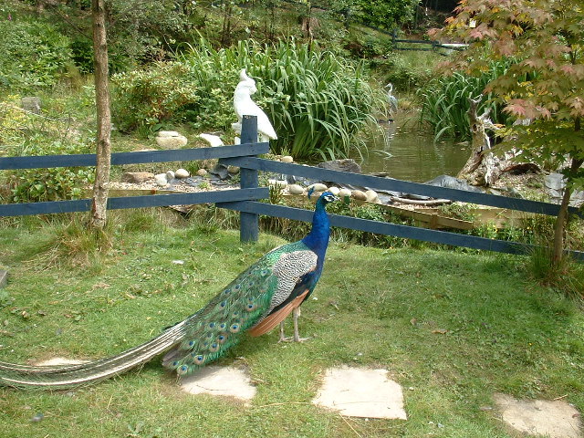 File:Peacock - geograph.org.uk - 31959.jpg