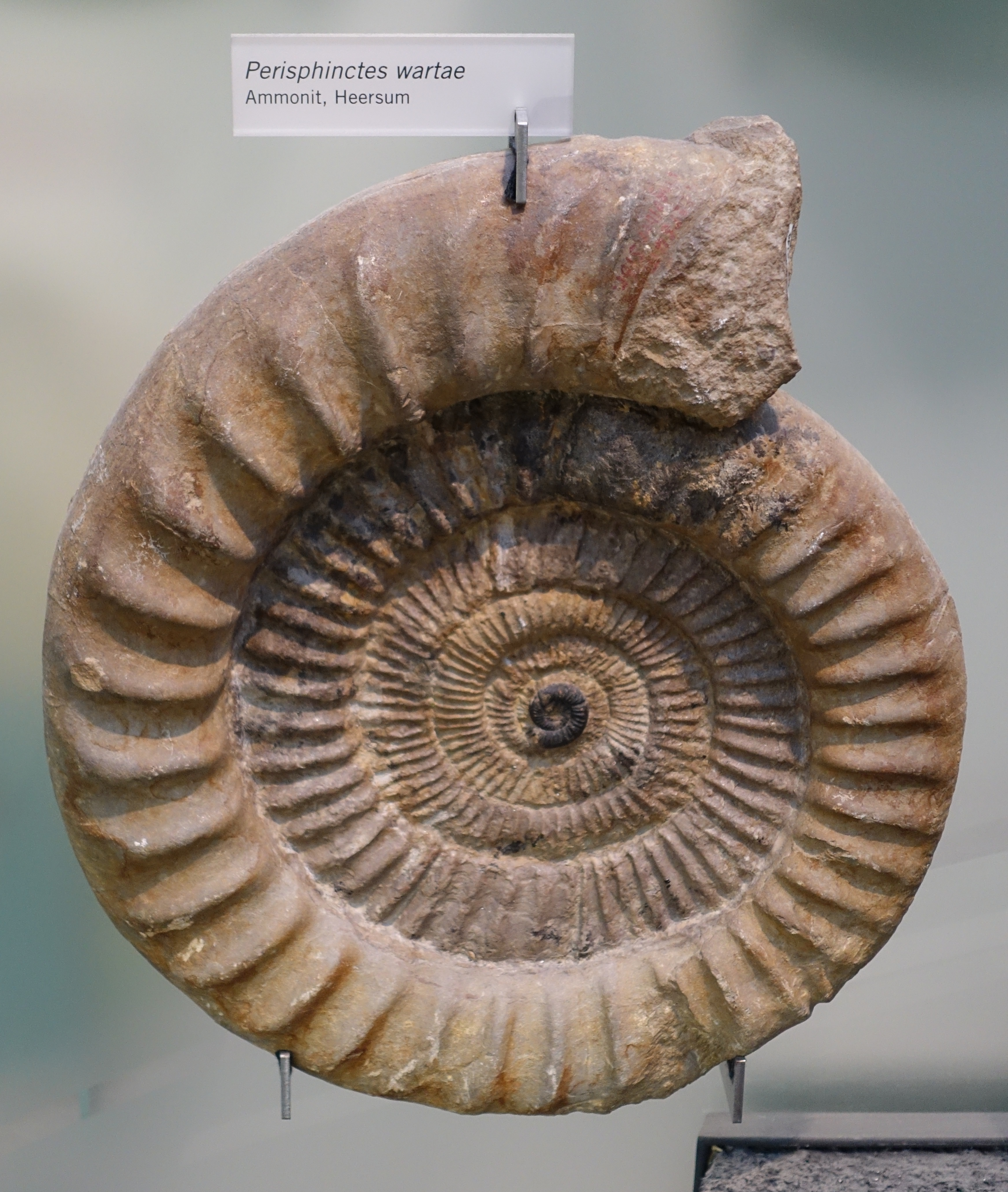 Fossilien. Perisphinctes. Фотографии окаменелостей Геншин. История раковины.