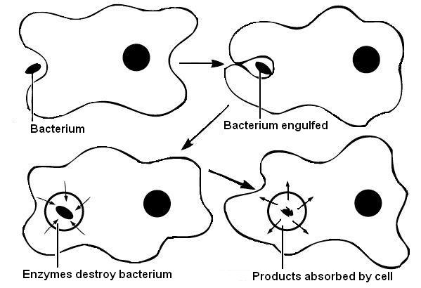 Phagocytosis.JPG