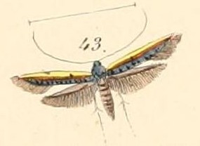 <i>Caloptilia chrysitis</i> Species of moth