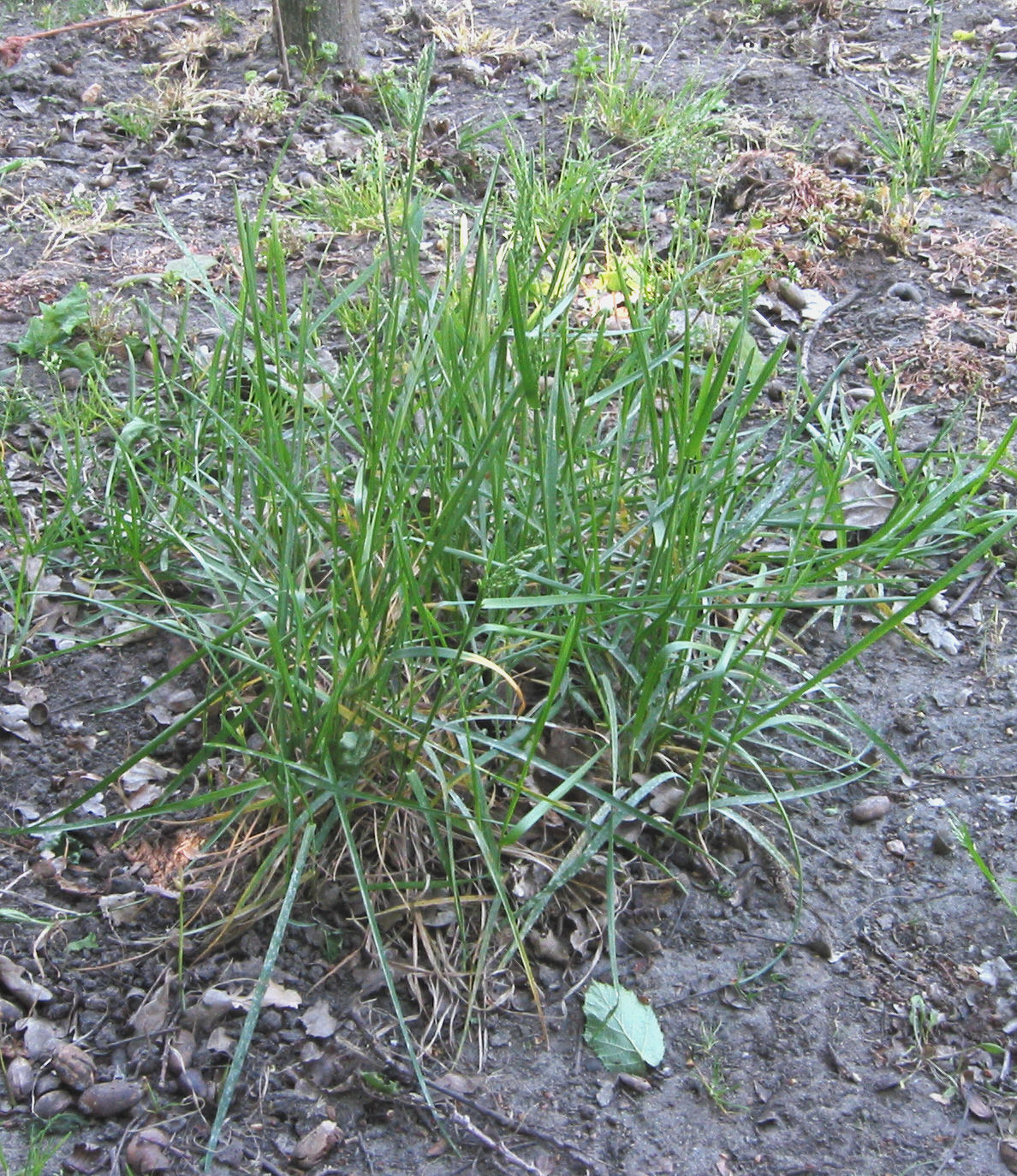 File:Poa pratensis (Veldbeemdgras plant).jpg - Wikimedia Commons