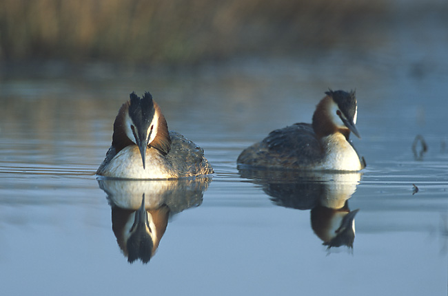 File:Podiceps cristatus 5 (Marek Szczepanek).jpg