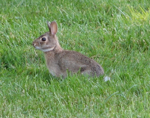 File:RabbitByTrisha.jpg