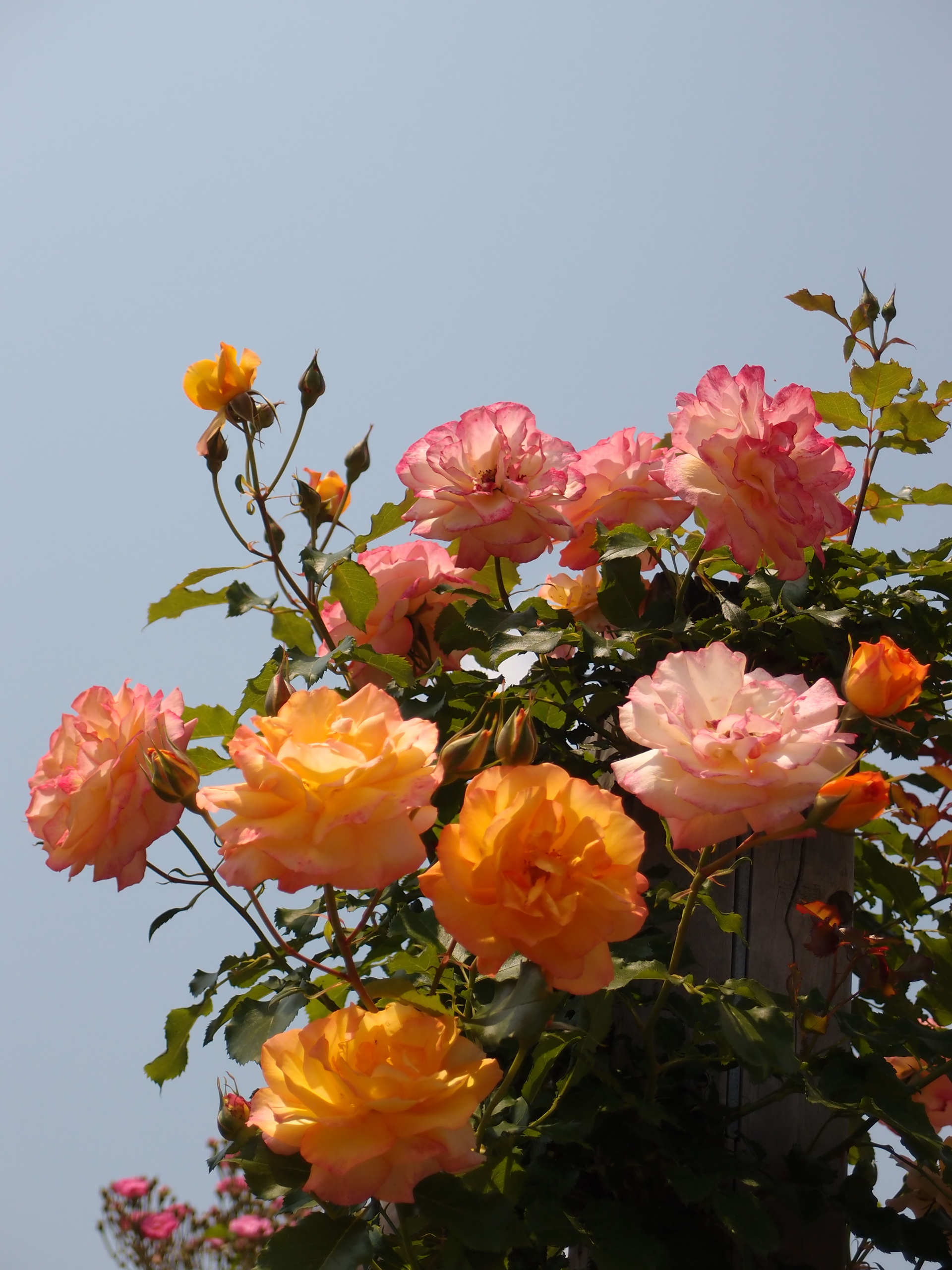 File:Rose,Sahara,バラ,サハラ, (8125084635).jpg - Wikimedia Commons