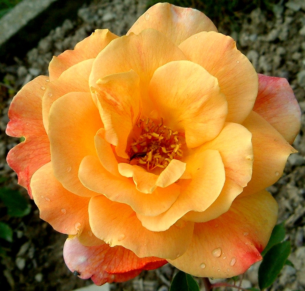 Rosa 8