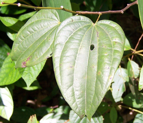 File:SH-2-196 Bauhinia championi.jpg