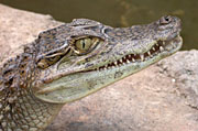 File:Spectacled caiman thumbnail.jpg