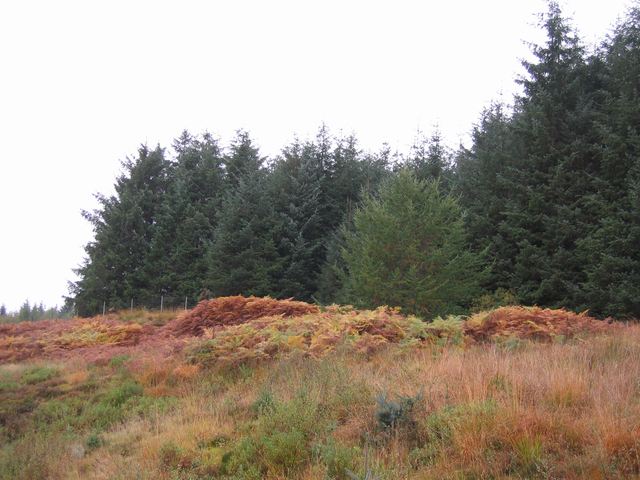 File:Strathbran Plantation - geograph.org.uk - 268144.jpg