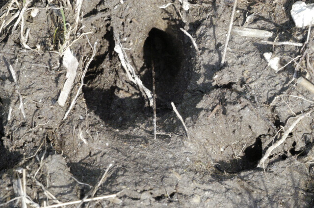 File:Sus.scrofa.tracks.jpg