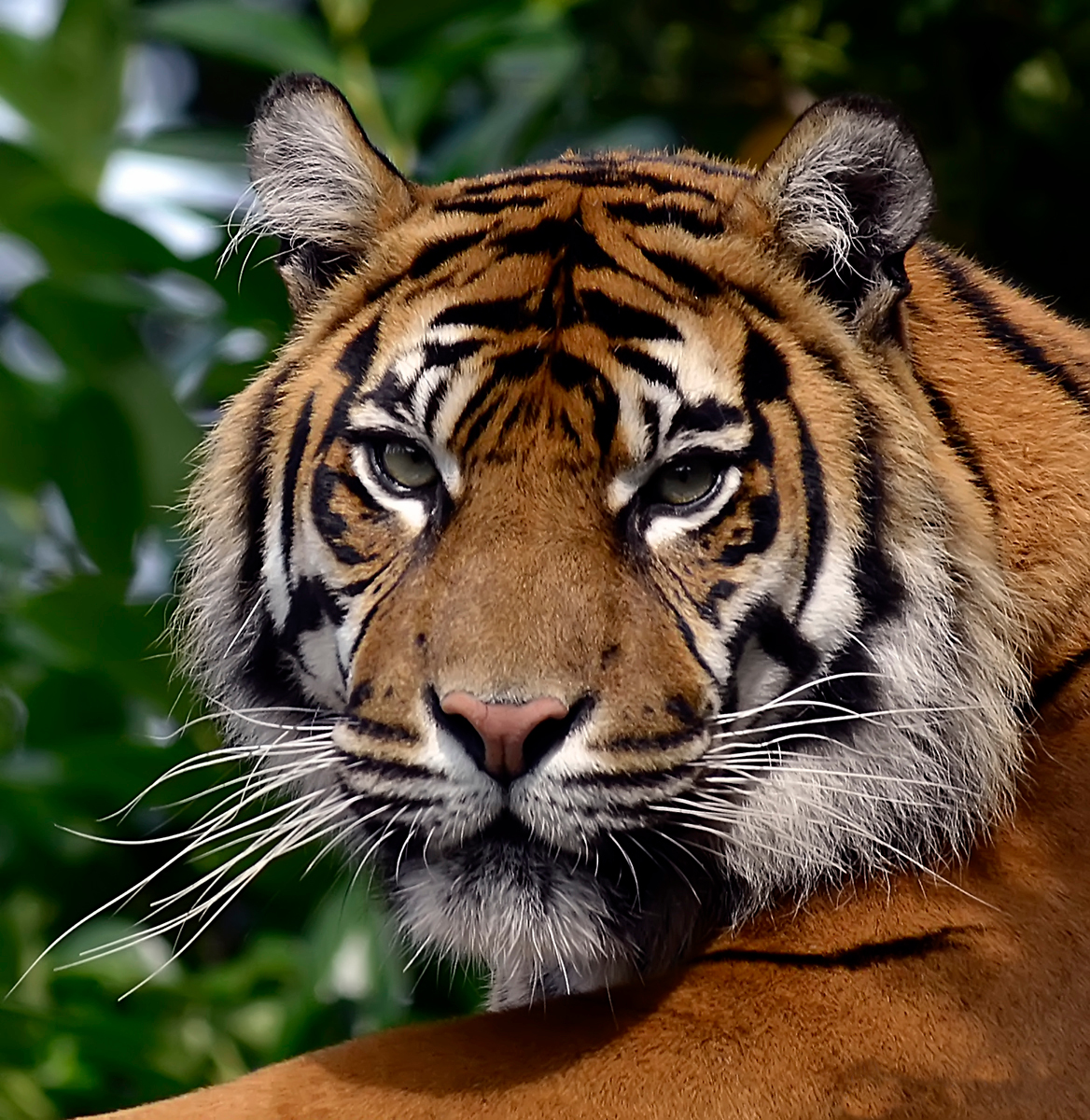 File Tiger Face Jpg Wikimedia Commons