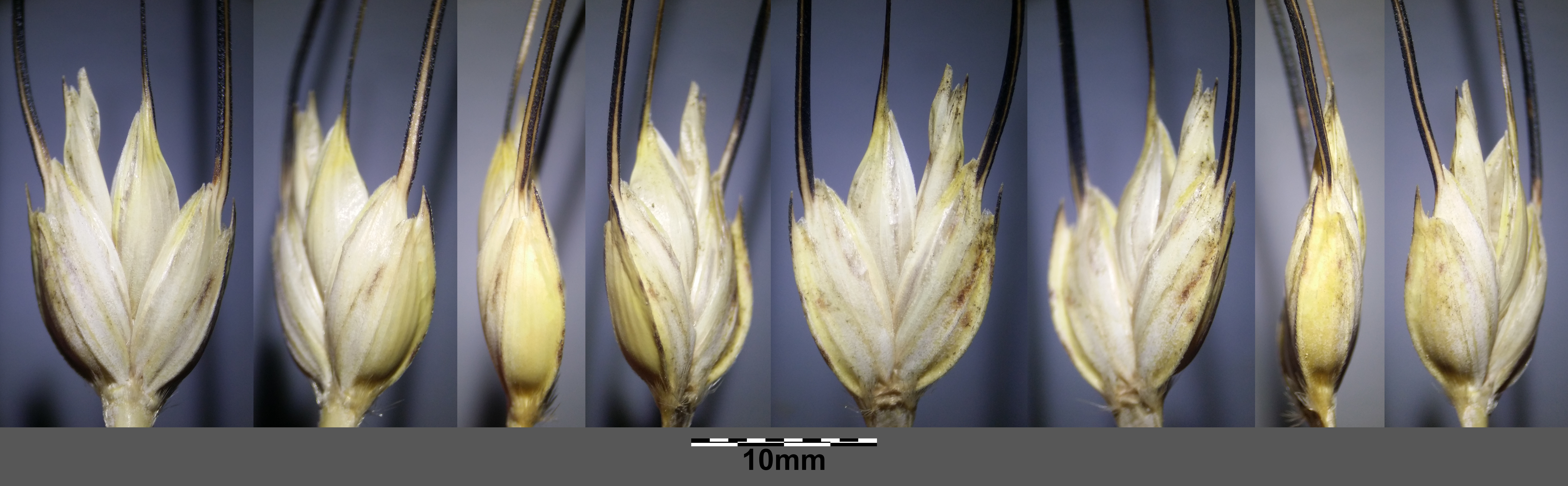 Triticum now or never. Phalaris Aquatica семена. Phalaris paradoxa. Digitaria abyssinica. Koellensteinia graminea.