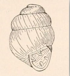 <i>Vertigo hebardi</i> Species of gastropod