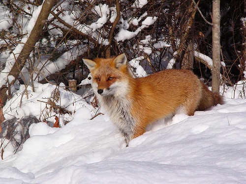 File:Vulpes vulpes schrencki 08.jpg