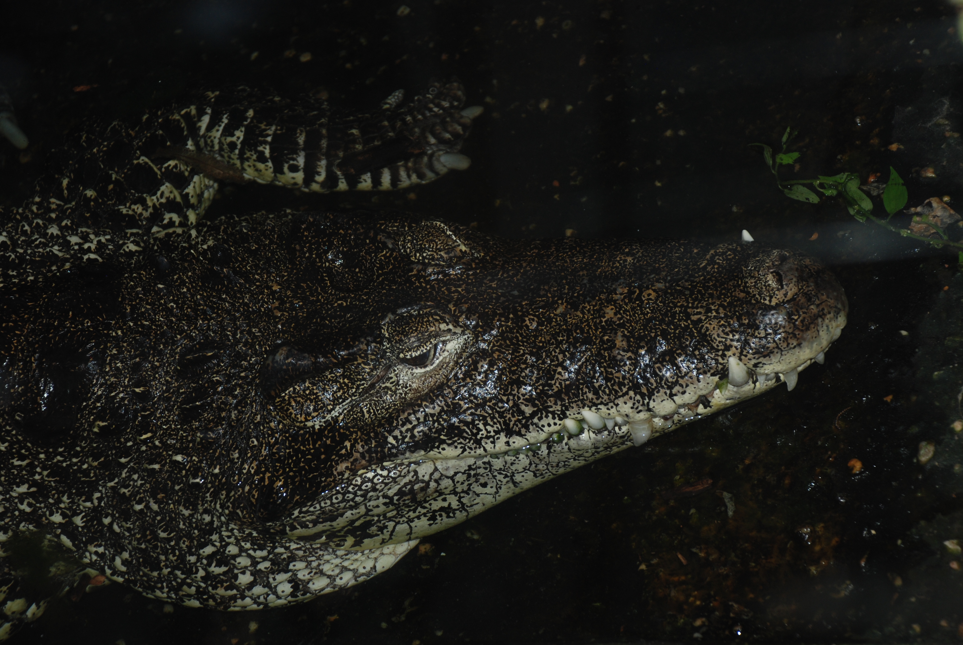 Cuban crocodile  Smithsonian's National Zoo