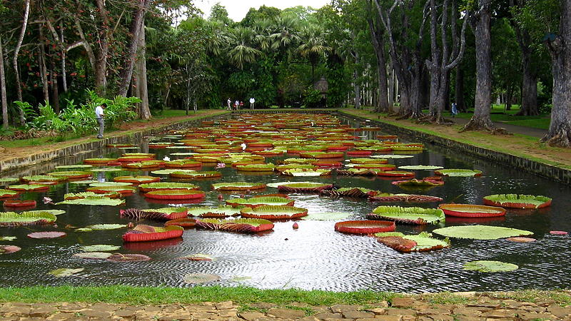 File:Water Lily Pond Pamplemousses.jpg