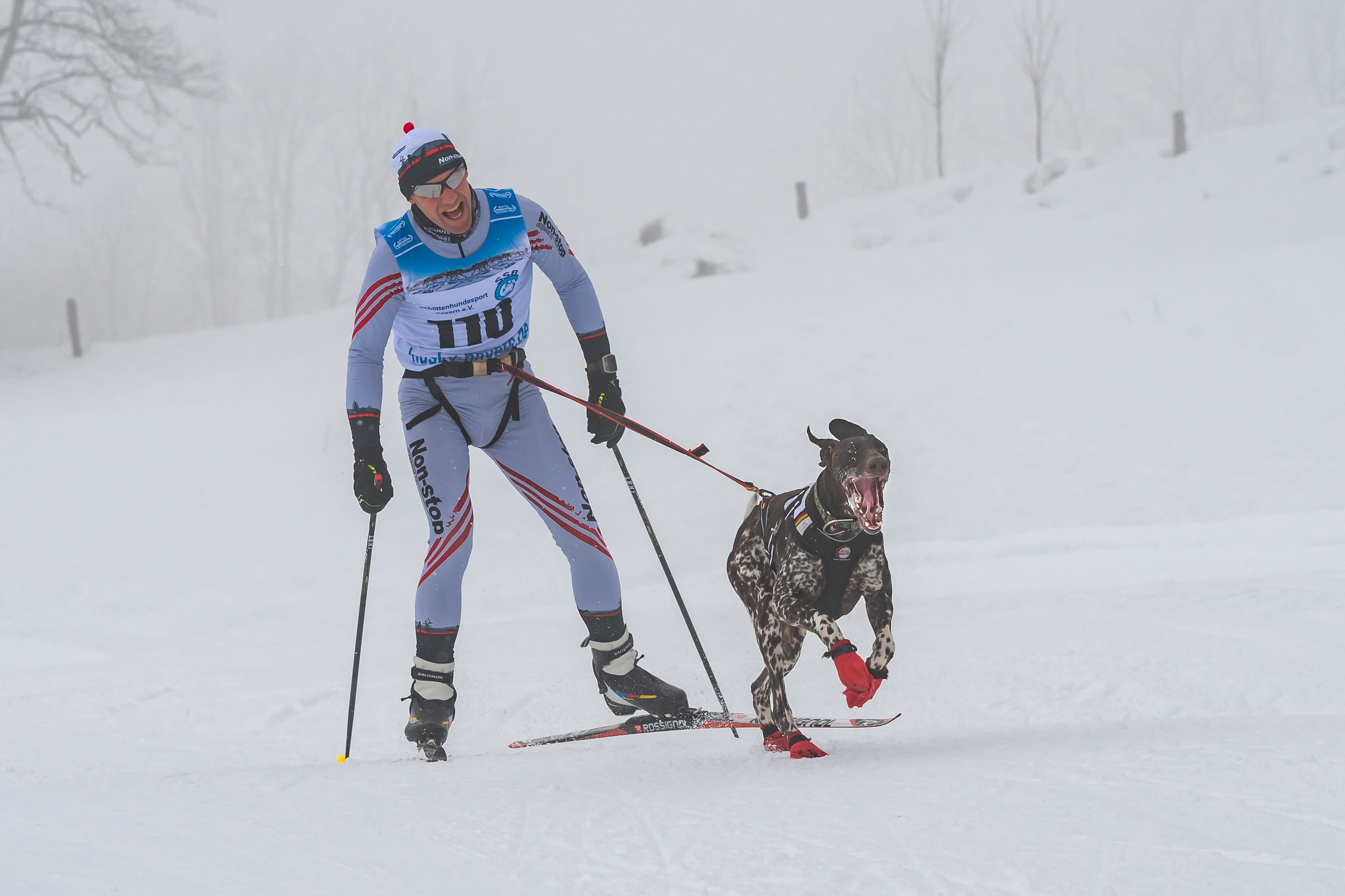 Skijoring - Wikipedia