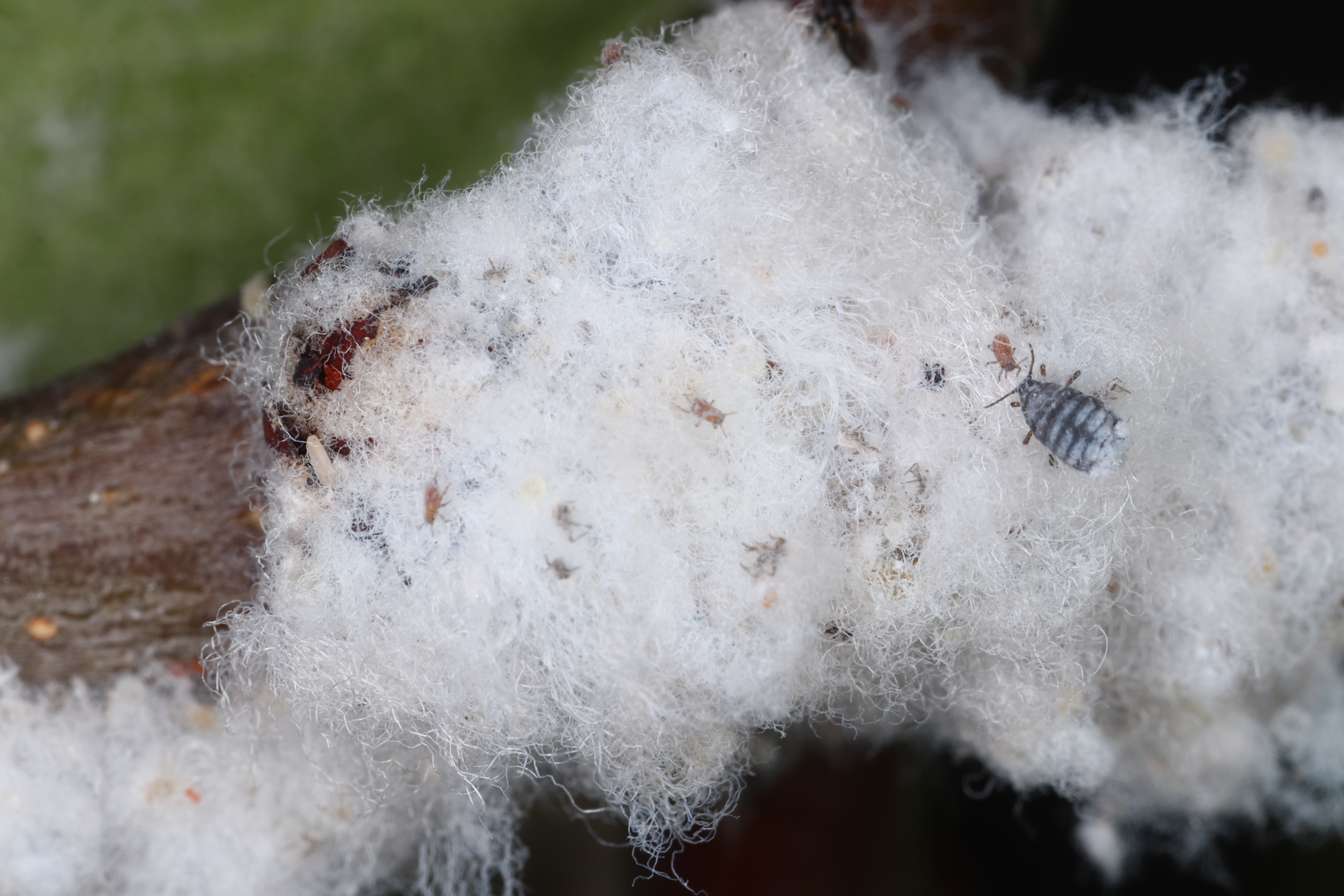 wooly aphids