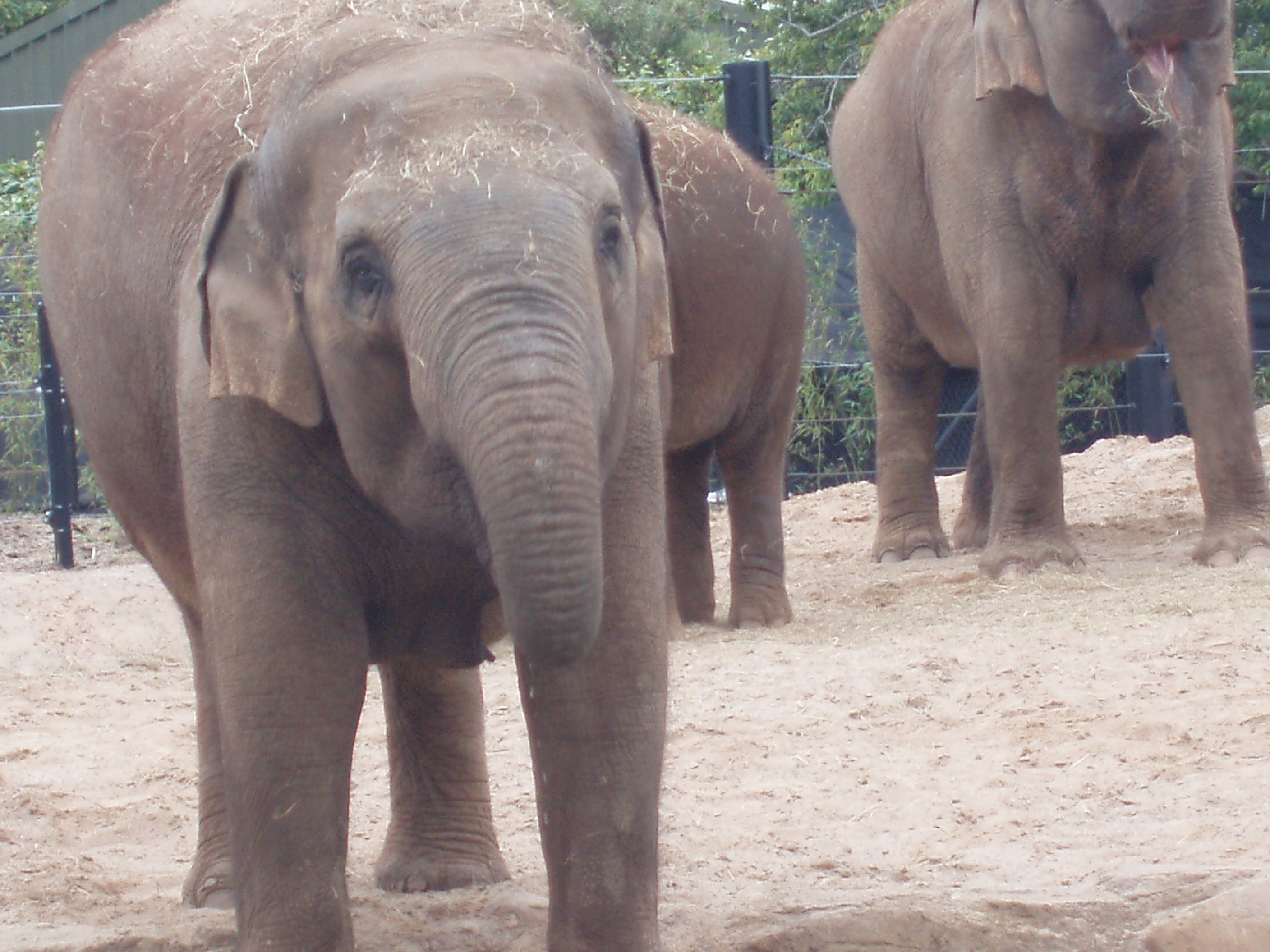 File:Yasmin elephant drinking Dublin Zoo 2007.JPG - Wikipedia