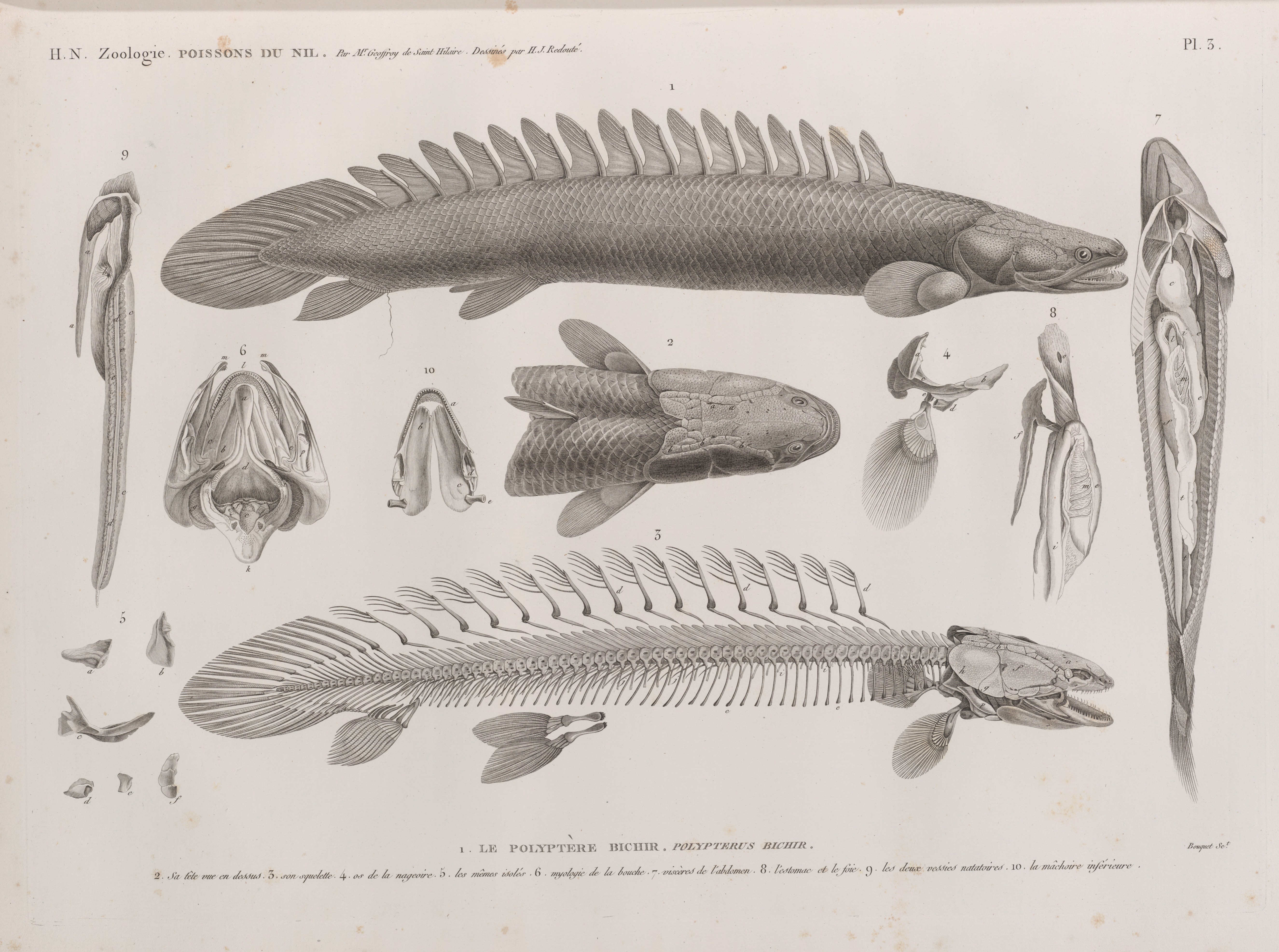 File Zoologie Poissons Du Nil 1 Le Polyptere Bichir Polypterus Bichir 2 Sa Tete Vue