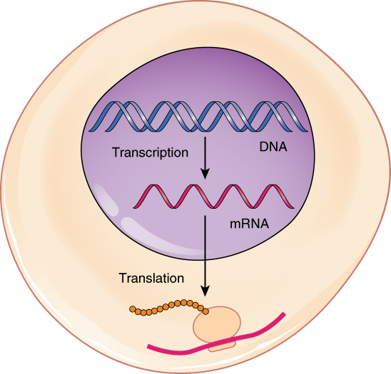 Image showing a pink cell and DNA to RNA to protein