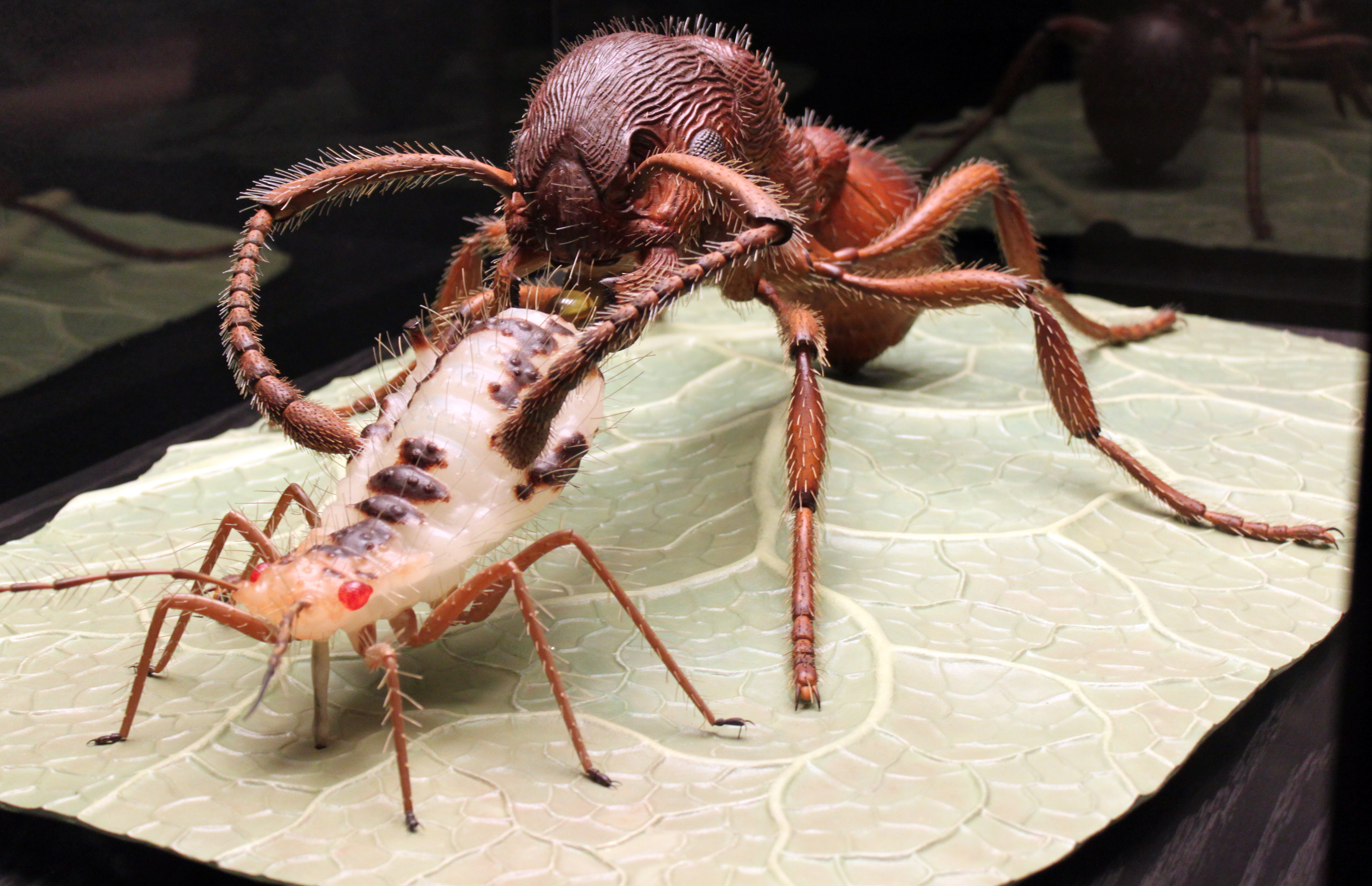 Museum of Natural History Berlin: a model of a red ant (Myrmica rubra) and an aphid (Periphyllus aceris), made ​​by Alfred Keller in the year 1947.