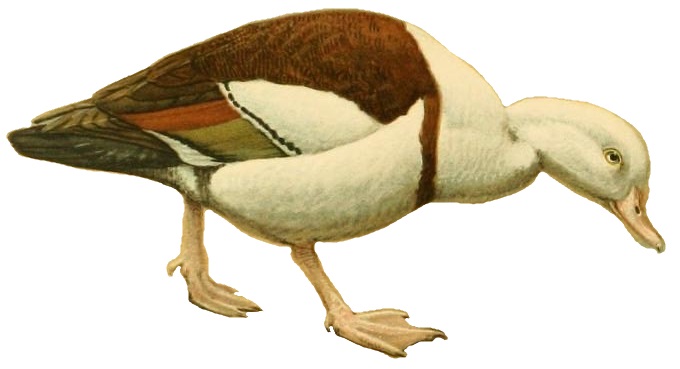 File:A natural history of the ducks (Plate 16) (white background).jpg