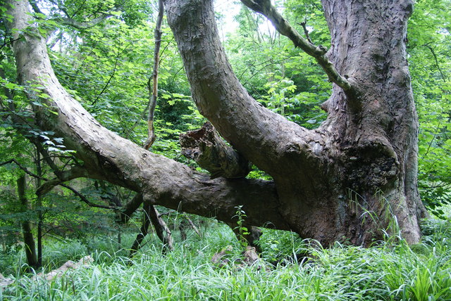 File:A tree in the Mulgrave Woods - geograph.org.uk - 1626037.jpg