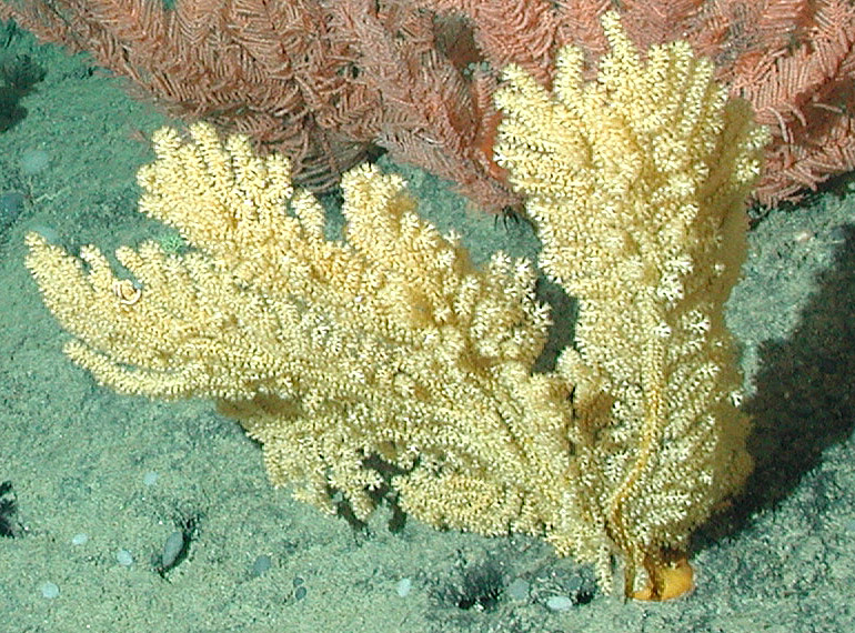 File:Acanthogorgia- Gold coral- noaa.jpg