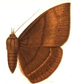 <i>Lygniodes hypoleuca</i> Species of moth