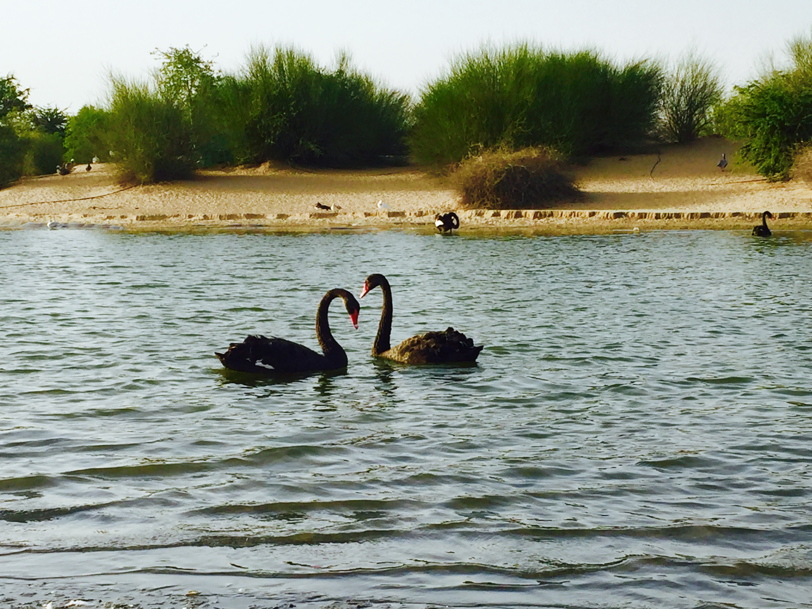 cisnes negros 