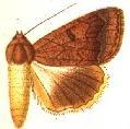 <i>Ophiusa dilecta</i> Species of moth