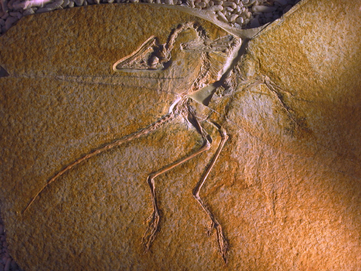 Archaeopteryx lithographica (Eichstätter Specimen).jpg