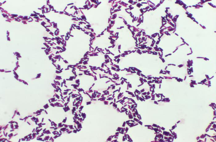 File:Bacillus coagulans 01.jpg