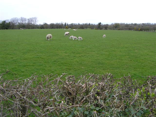 File:Ballyarnot Townland - geograph.org.uk - 759123.jpg