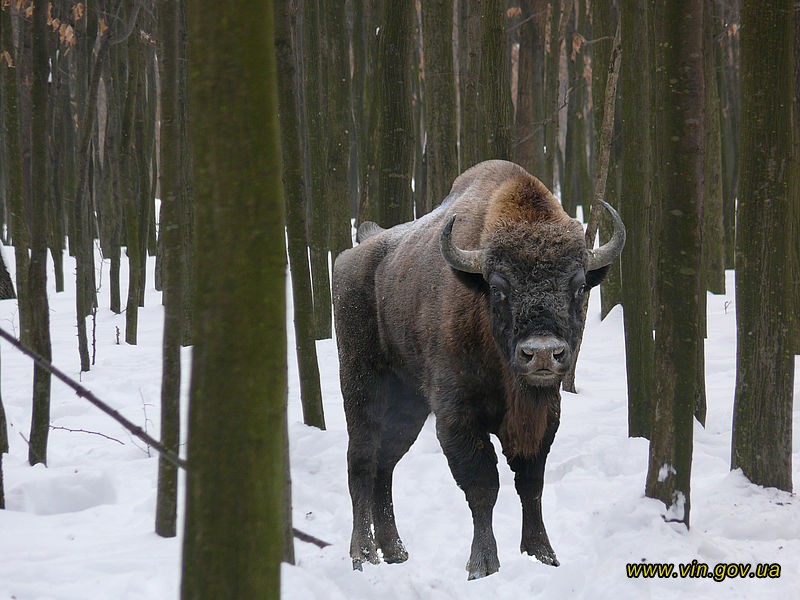 File:Bisons in Vinnytsia Oblast 1.jpg