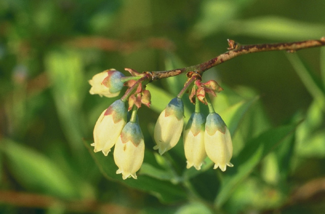 File:Blueberry plants.jpg