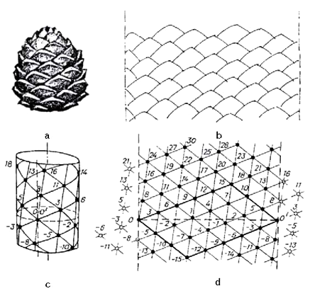 File:Bodnar phyllotaxis lattice.png