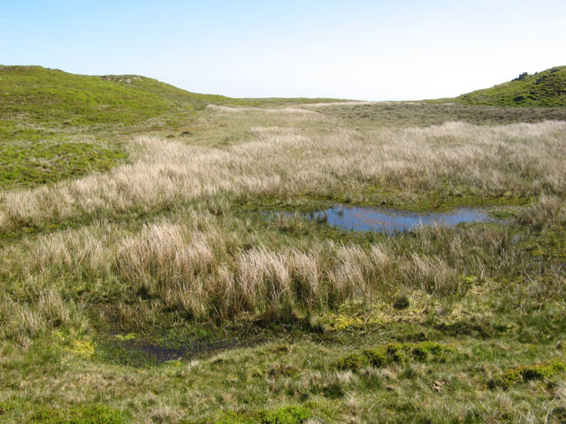 File:Boggy hollow - geograph.org.uk - 1359358.jpg