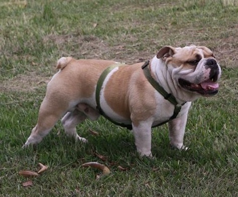 how much should a female american bulldog weigh