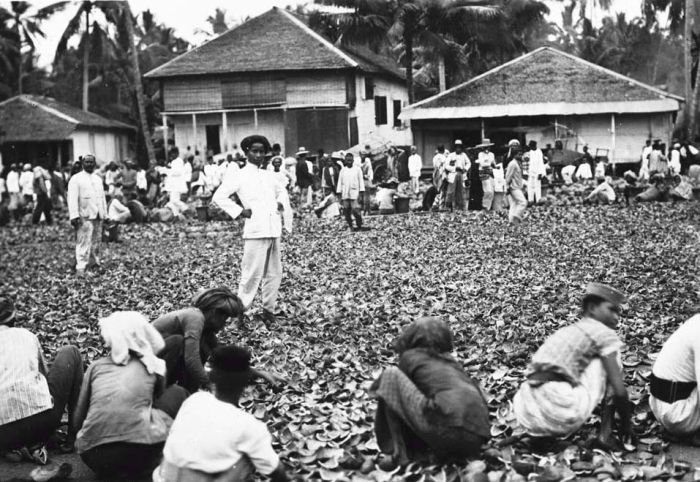 File:COLLECTIE TROPENMUSEUM Kopra op de markt in Kandangan TMnr 60018749.jpg