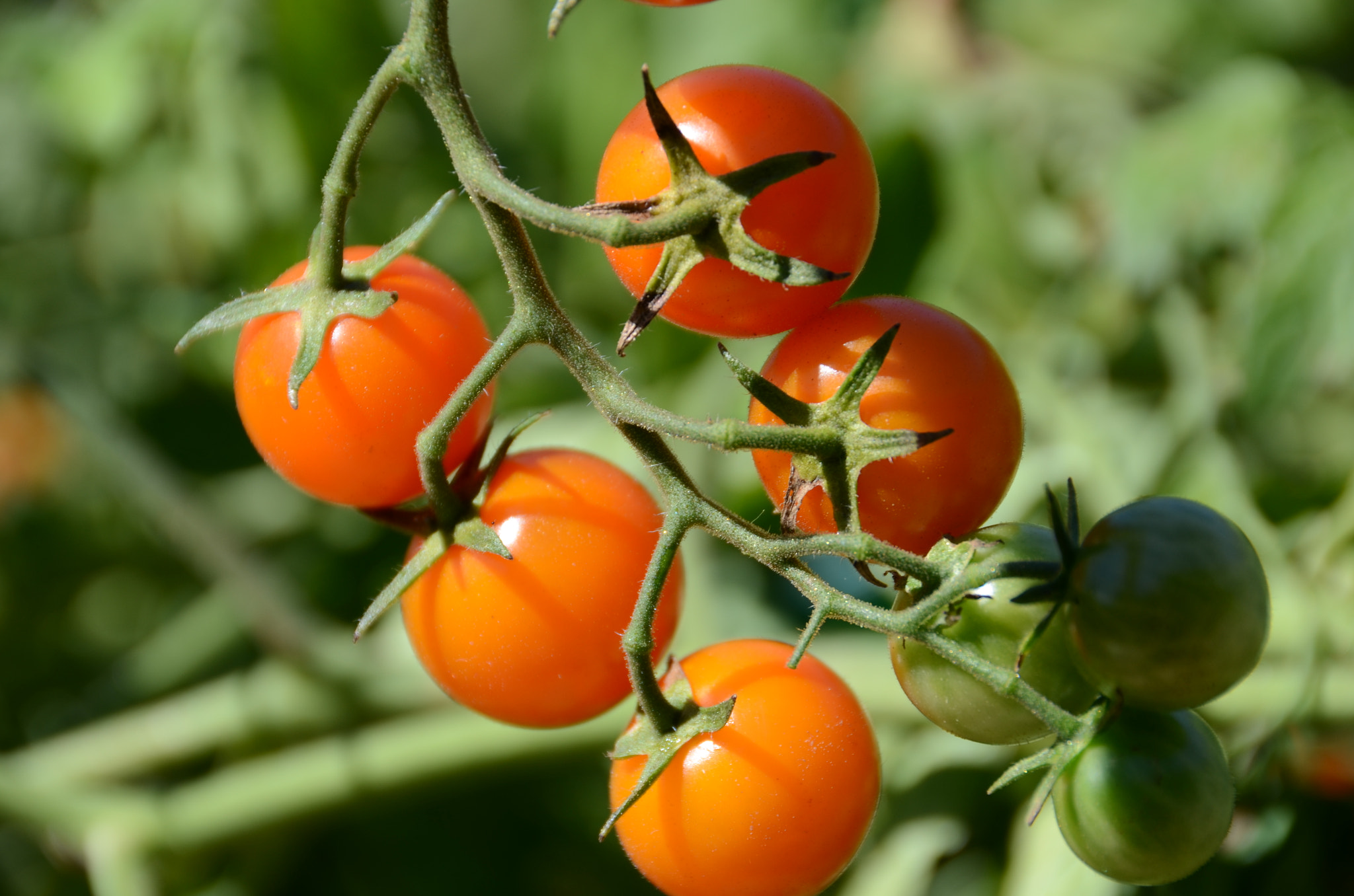 File:Cherry Tomatoes From The Garden (120856447).jpeg - Wikimedia Commons